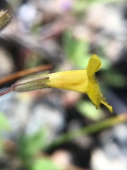 Erythranthe pulsiferae