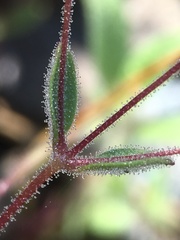 Erythranthe pulsiferae