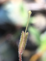 Erythranthe pulsiferae