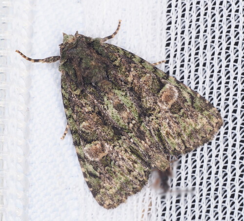 Spotted Phosphila Moth photo 6
