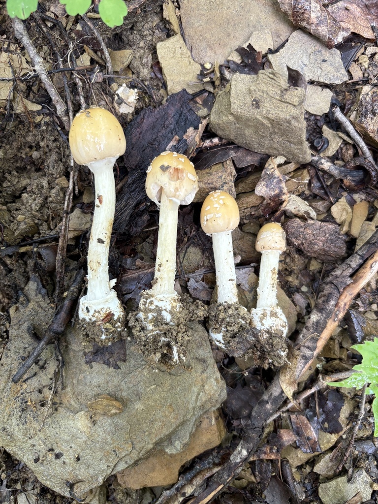 Amanita sp. 'multisquamosa-04'
