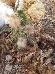 Cirsium neomexicanum