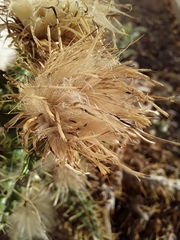 Cirsium neomexicanum