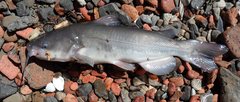 Ameiurus catus