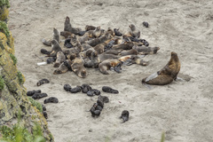 Northern Fur Seal photo 4