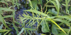 Paspalum repens