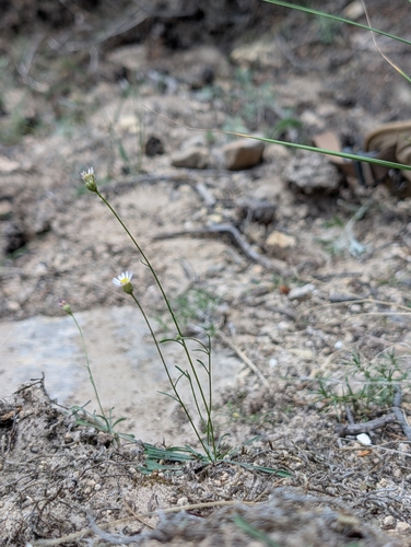 Dieter's erigeron (Erigeron wilkenii)