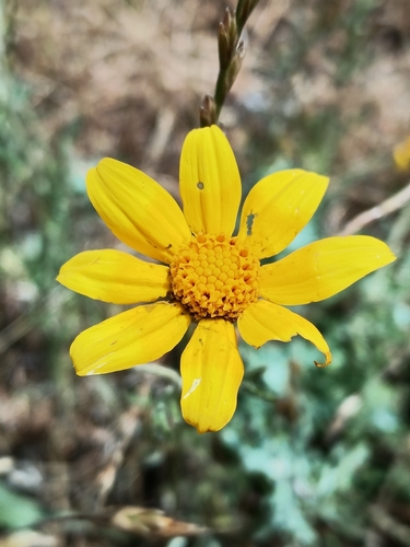common woolly sunflower