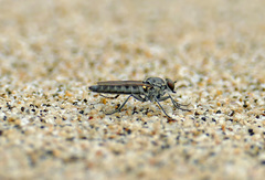 Lissoteles
