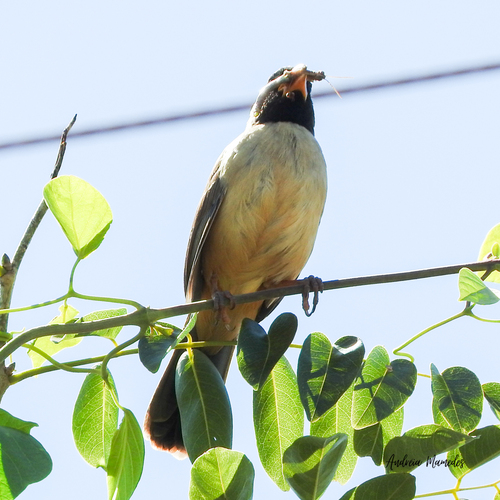 Black-throated Saltator