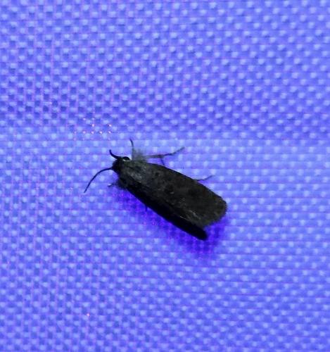 Heppner's Grass Tubeworm Moth photo 4