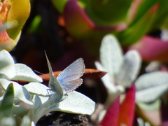 Icaricia icarioides parapheres