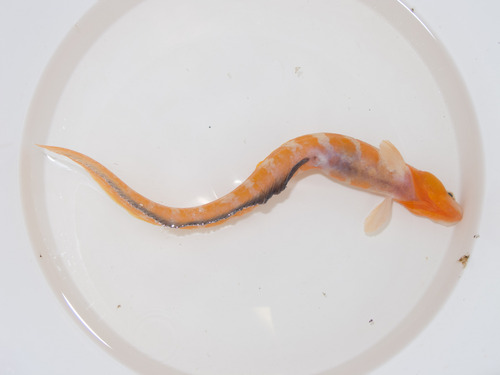 Fish doctor (Gymnelus viridis) — Zoarcidae — 2