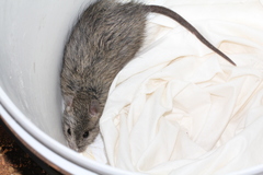 Rattus villosissimus