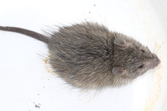 Rattus villosissimus