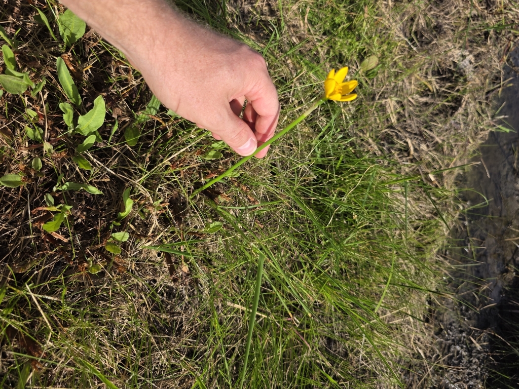 Zephyranthes pulchella; photograph (c) Cleveland Powell, some rights reserved (CC BY)