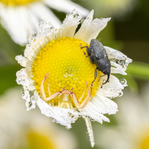 White-banded Crab Spider photo 6