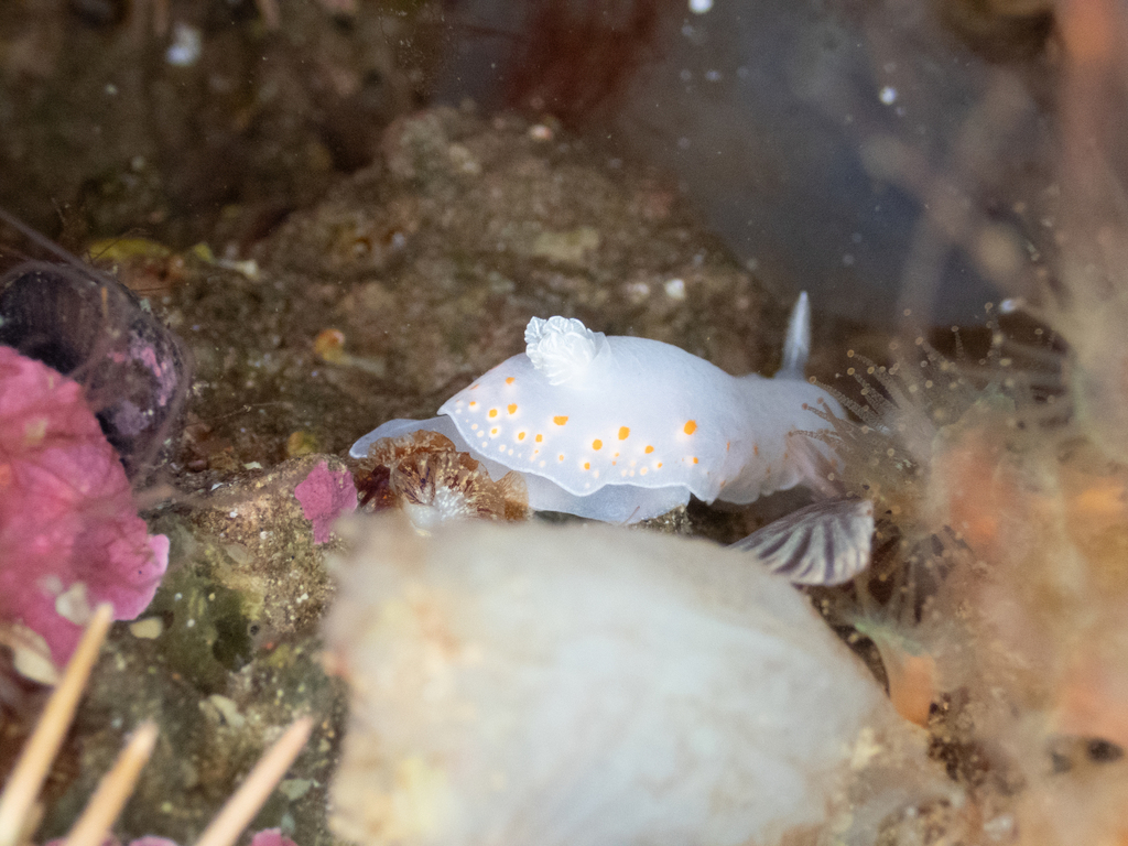 Delicate Sea Slug