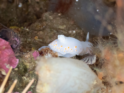 Delicate Sea Slug