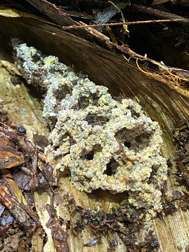 Apterostigma auriculatumApterostigma auriculatum
