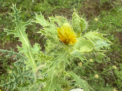 Argemone platyceras, photograph author not stated, no rights reserved