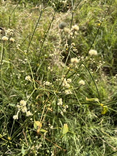 Pfaffia glomerata, photograph 3