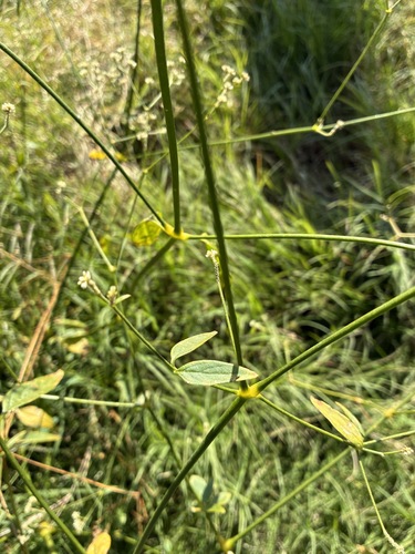 Pfaffia glomerata, photograph 4