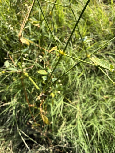 Pfaffia glomerata, photograph 5