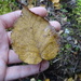 Betula cordifolia - Photo Ningún derecho reservado, subido por Reuven Martin