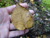 Heartleaf Paper Birch - Photo no rights reserved, uploaded by Reuven Martin