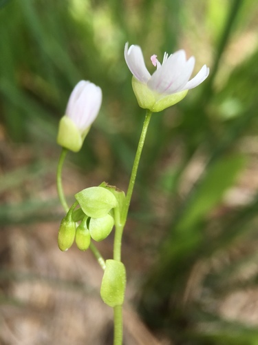 Image of Claytonia palustris by (c) Matt Berger, some rights reserved (CC BY)