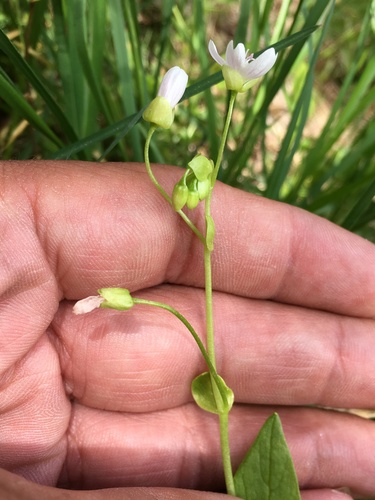 Image of Claytonia palustris by (c) Matt Berger, some rights reserved (CC BY)