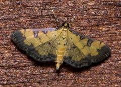 Ategumia ebulealis