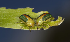 Calomela parilis