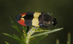 Castiarina bella