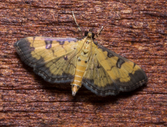 Ategumia ebulealis