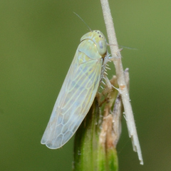 Graminella nigrifrons