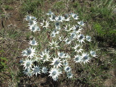 Eryngium heterophyllum
