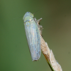 Graminella nigrifrons