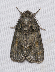Acronicta ovata
