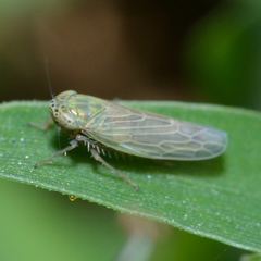 Graminella nigrifrons