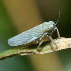 Graminella nigrifrons