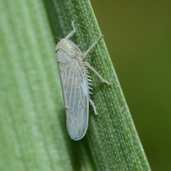 Graminella nigrifrons