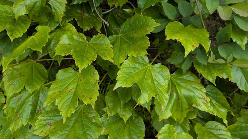 Phyllosticta ampelicida