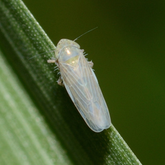 Graminella nigrifrons