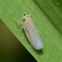 Graminella villica