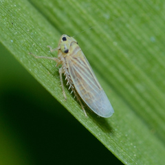 Graminella villica