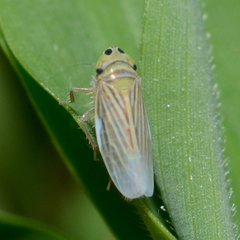 Graminella villica