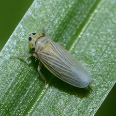 Graminella villica