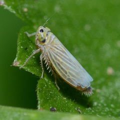 Graminella villica